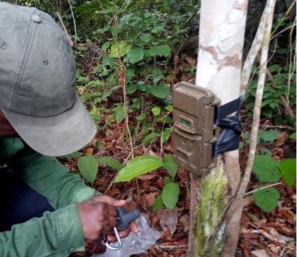 Gabon/Faune: De puissants algorithmes d&rsquo;intelligence artificielle en vue d’assurer le suivi de la faune en Afrique centrale