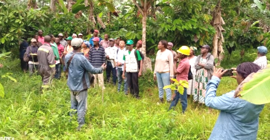 Woleu-Ntem: Des échanges pour redynamiser la culture du cacao dans la localité