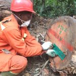 Performance: Gabon Advanced Wood Sarl (GAW) obtient l’exigente Certification FSC pour la gestion de 180 000 hectares de forêts au Gabon