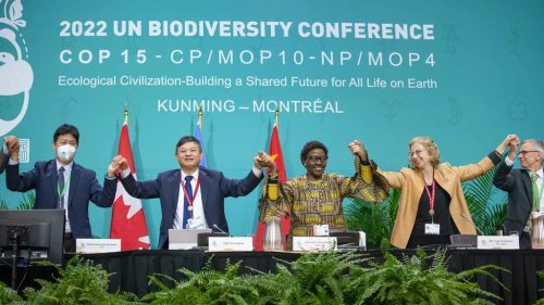 Cop15: Vers un nouveau cadre mondial pour la biodiversité