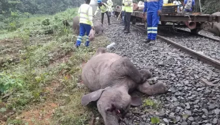 Communiqué de Setrag: 4 éléphants heurtés par un train de ravitaillement de matériels