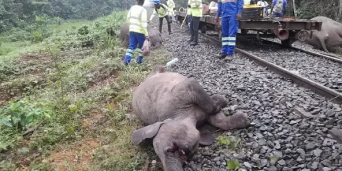 Communiqué de Setrag: 4 éléphants heurtés par un train de ravitaillement de matériels