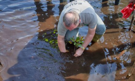 Gabon/Environnement: La tutelle et le groupe Arise signent un accord de coopération pour la restauration et la protection des mangroves