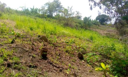 Projet Village Agricole Zita Olingui Nguema: Le Collectif des Femmes du Crack de Koula Moutou Sollicite le Soutien de Ditengou Moughola Geneviève