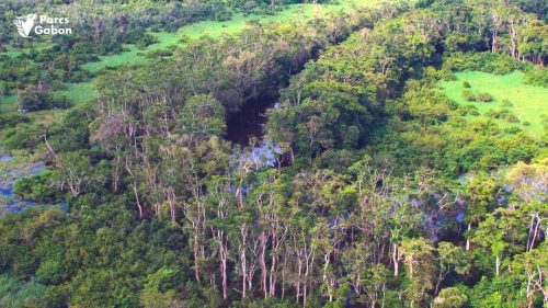 Le Gabon, Un Modèle de Lutte Contre la Désertification en Afrique