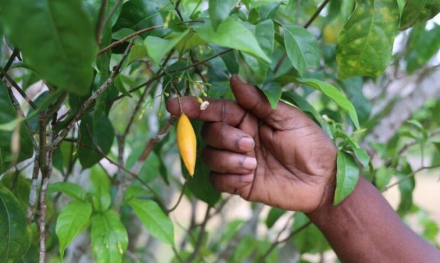 Gabon : le pari de la transformation locale de l’Iboga se heurte aux lenteurs administratives